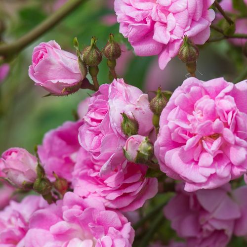 Rosa  Superb Dorothy - růžová - Stromková růže s drobnými květy - stromková růže s převislou korunou
